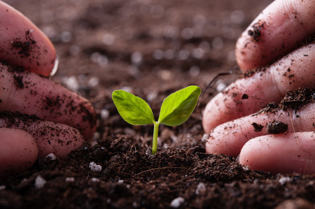 Green sprout growing from seed in organic soilの写真素材