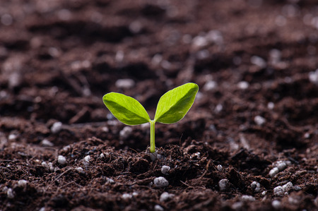 Green sprout growing from seed in organic soilの写真素材