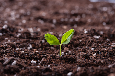 Green sprout growing from seed in organic soilの写真素材