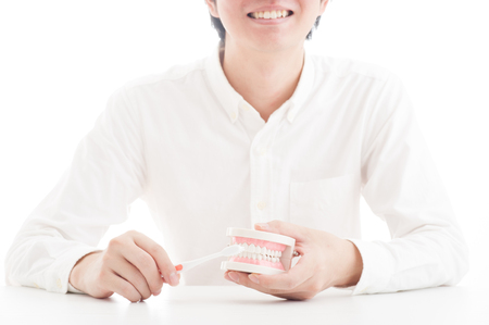 Model of the teethの写真素材