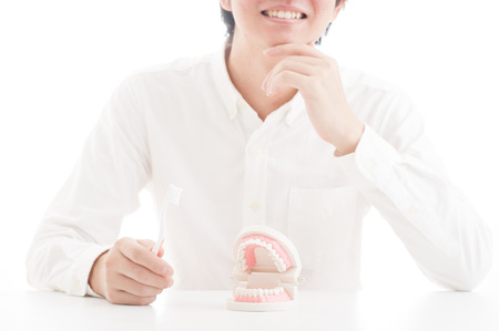 Model of the teethの写真素材