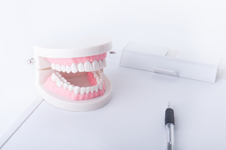 Model of the teethの写真素材