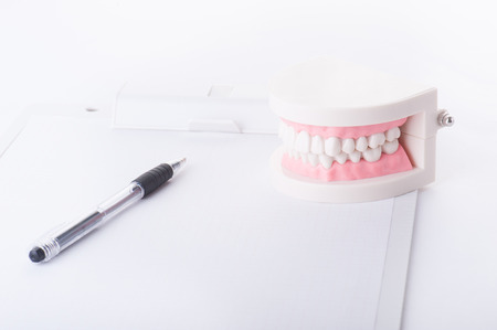 Model of the teethの写真素材