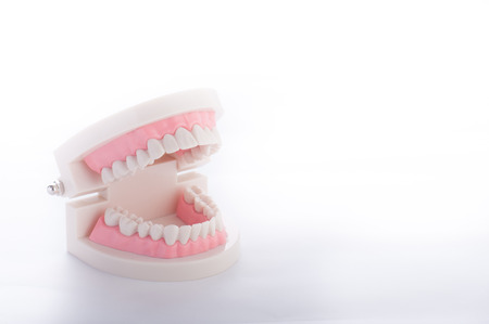 Model of the teethの写真素材