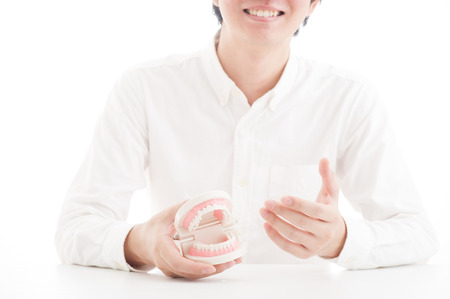 Model of the teethの写真素材
