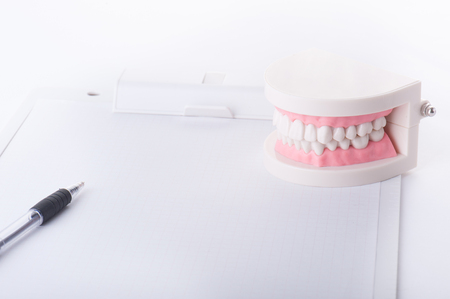 Model of the teethの写真素材