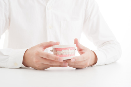 Model of the teethの写真素材