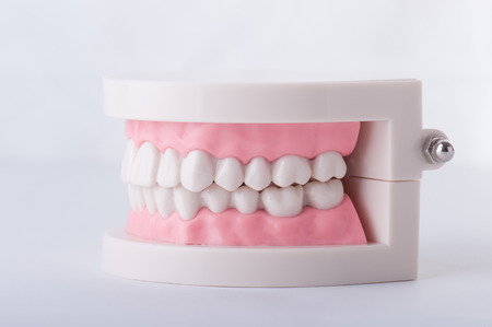 Model of the teethの写真素材