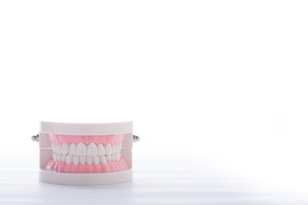 Model of the teethの写真素材