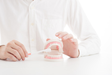 Model of the teethの写真素材