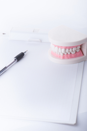 Model of the teethの写真素材