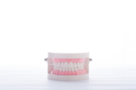 Model of the teethの写真素材