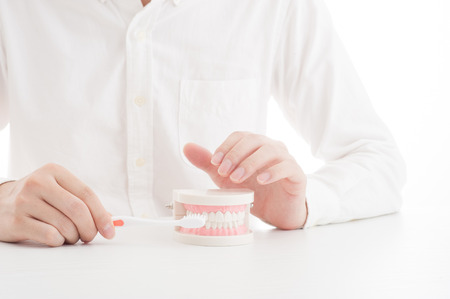 Model of the teethの写真素材