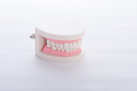 Model of the teethの写真素材