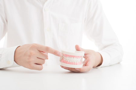 Model of the teethの写真素材