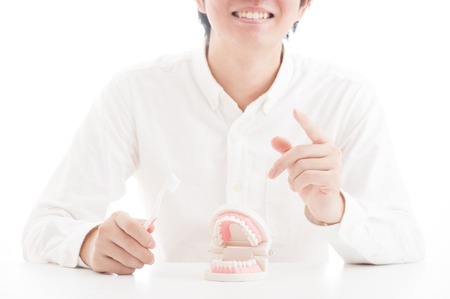 Model of the teethの写真素材