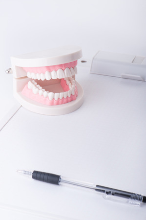 Model of the teethの写真素材