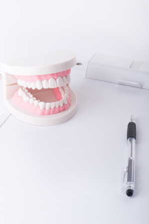 Model of the teethの写真素材