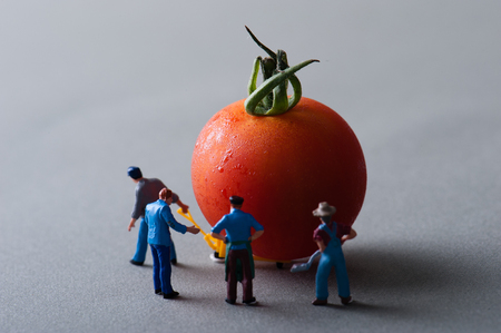 Tomatoの写真素材