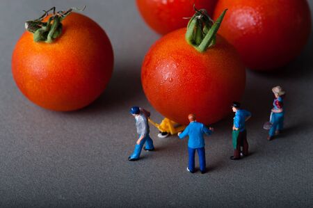 Tomatoの写真素材