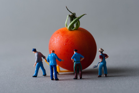 Tomatoの写真素材