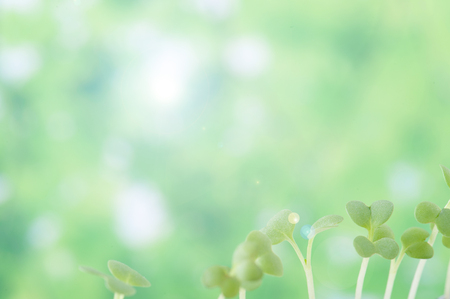 Green sprout growingの写真素材