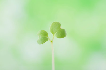 Green sprout growingの写真素材