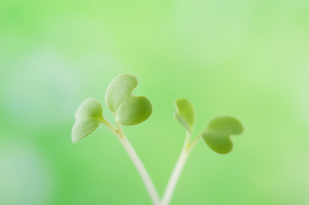 Green sprout growingの写真素材