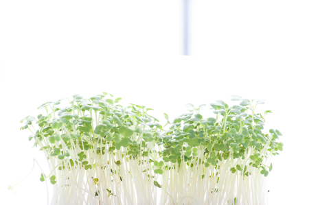 Green sprout growingの写真素材