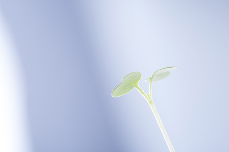 Green sprout growingの写真素材