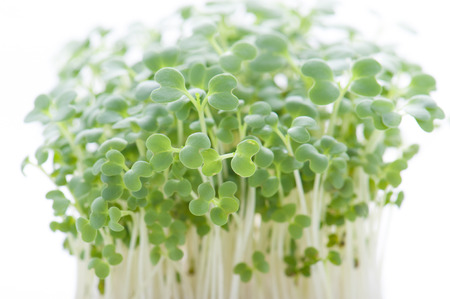 Green sprout growingの写真素材