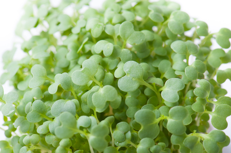 Green sprout growingの写真素材