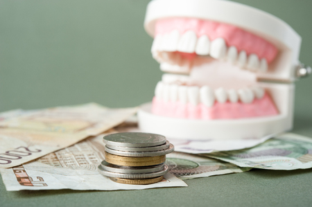 Model of the teethの写真素材