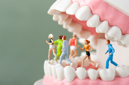 Model of the teethの写真素材
