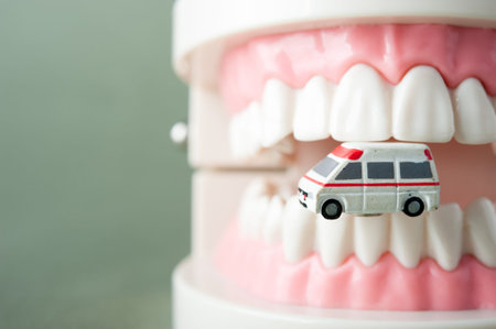 Model of the teeth