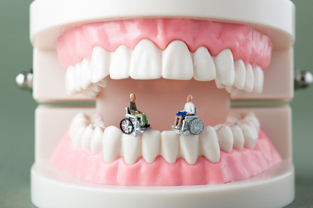Model of the teethの写真素材