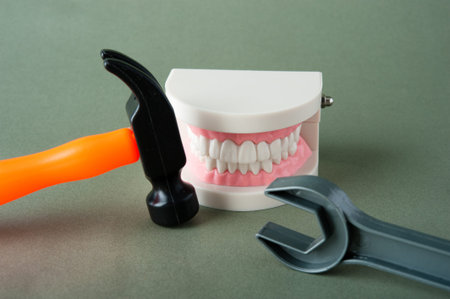 Model of the teeth