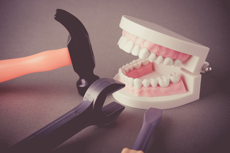 Model of the teethの写真素材