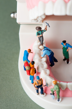 Model of the teethの写真素材