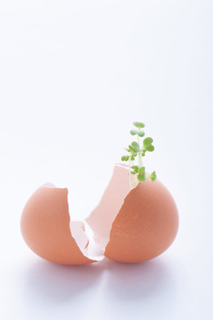 Eggs and Sprout