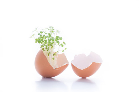 Eggs and Sproutの写真素材