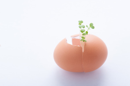 Eggs and Sproutの写真素材