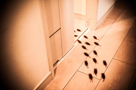 Cockroachの写真素材