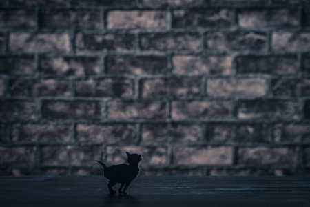 Black cat silhouette