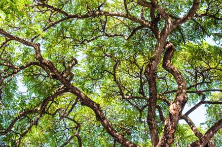 Large tree