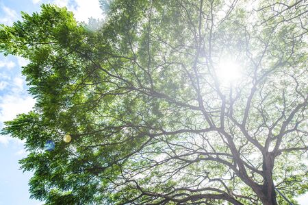 Large treeの写真素材