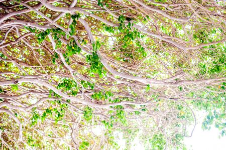 large treeの写真素材