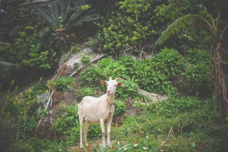 Landscape with goatの写真素材