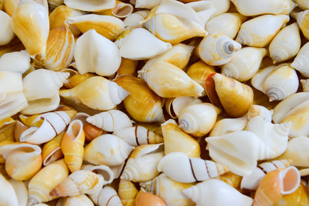 Decoration of a lot of shellfishの写真素材