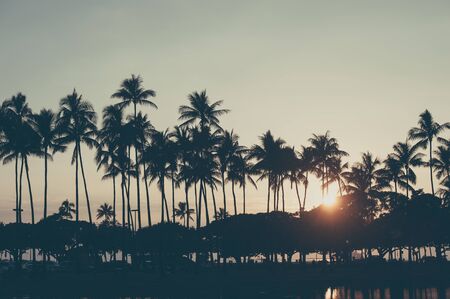 Palm trees and sunset, Hawaii,の写真素材